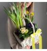 Первоцветы в корзине Ранняя пташка  1